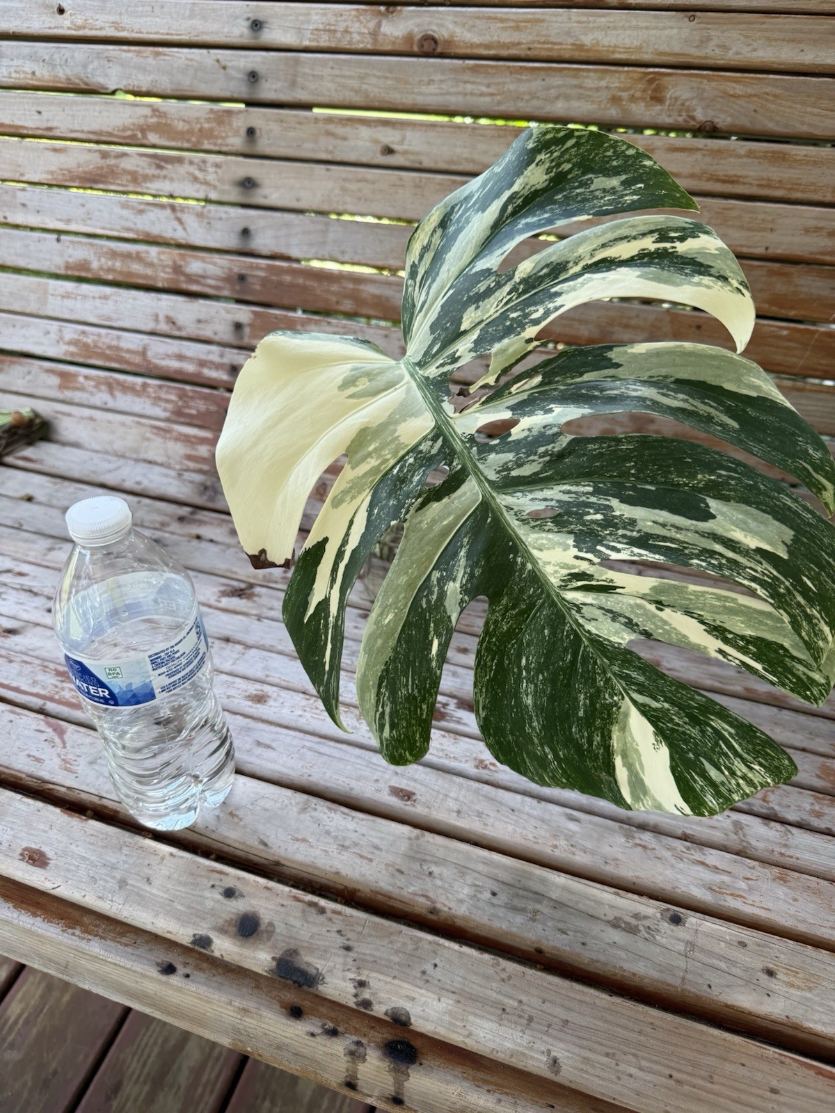 Monstera Albo Borsigiana HIGH Variegated Cutting – Large Leaf- Plant E