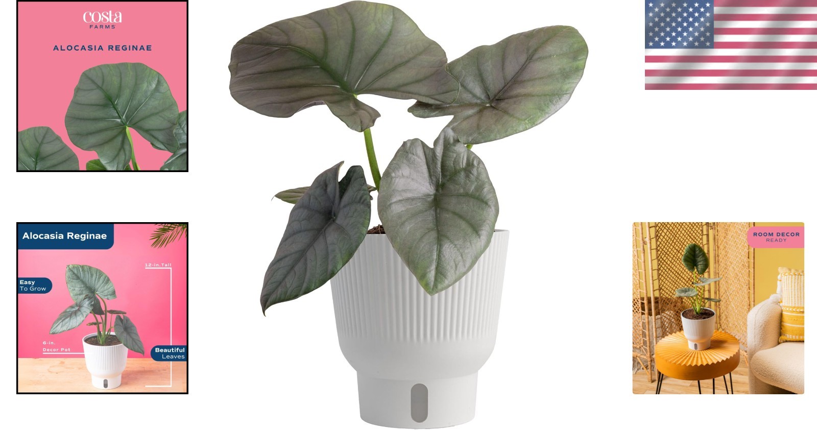 Live Alocasia Reginae Houseplant – Stunning Blue-Gray Foliage, 12-18″ Tall