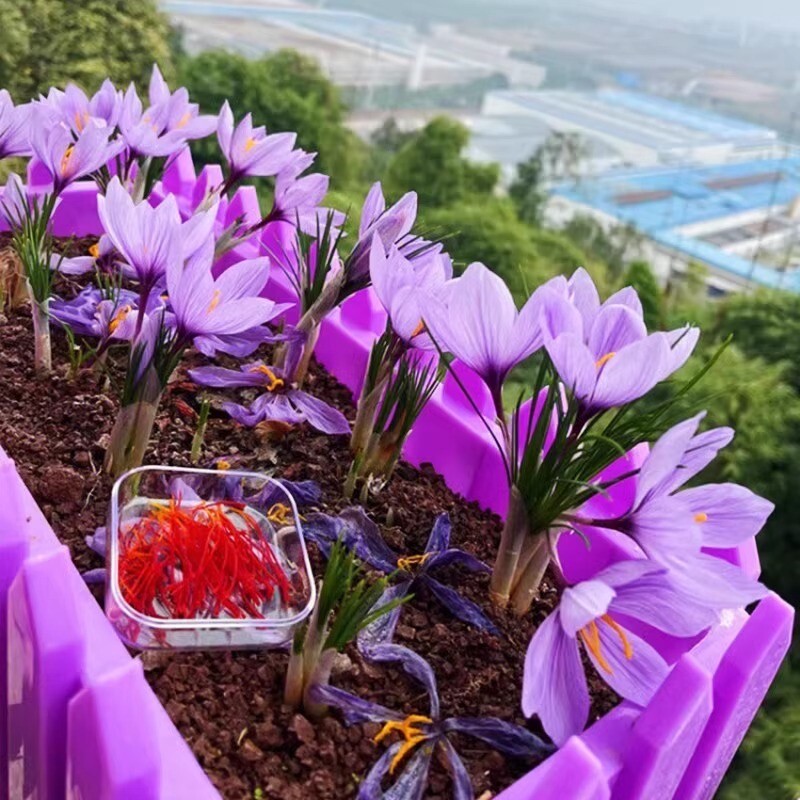 25pc CROCUS SAFFRON SEEDS Garden Plant Flower exotic USA seller FREE shipping