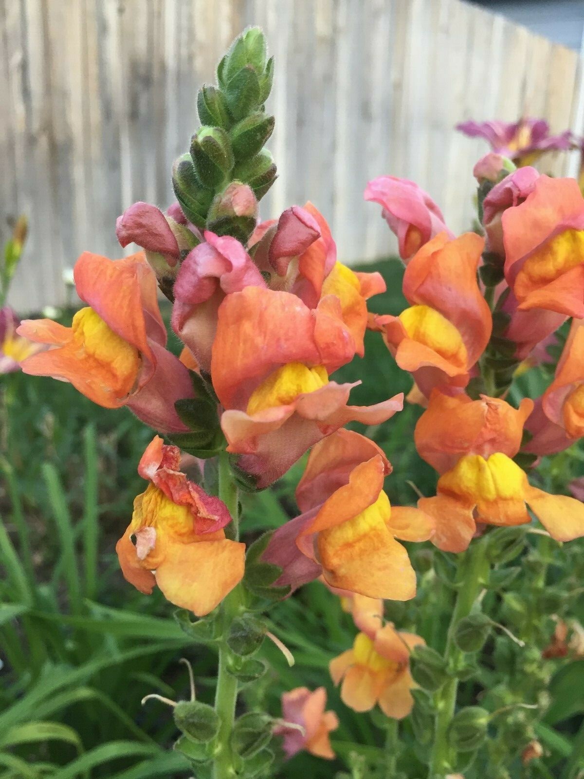 300 seeds Snapdragon tall Orange Rocket Bronze Annual + gift