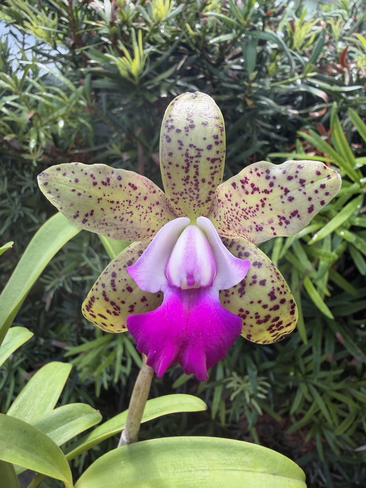 Cattleya Green Emerald Orchid Plant SPOTS! Mini! CUTE!