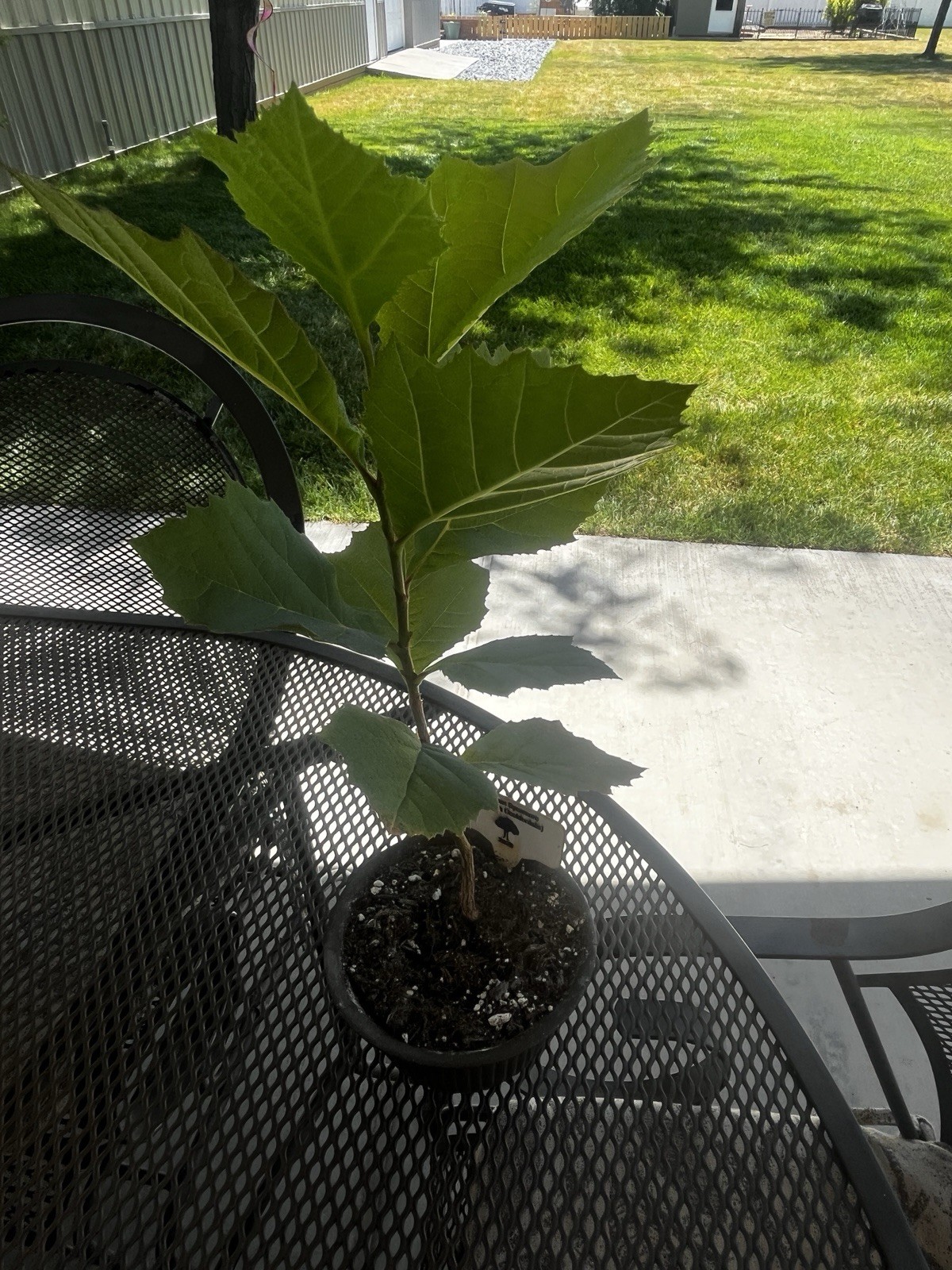Young American Sycamore Tree 6-12″ Platanus occidentalis. Great For Bonsai!
