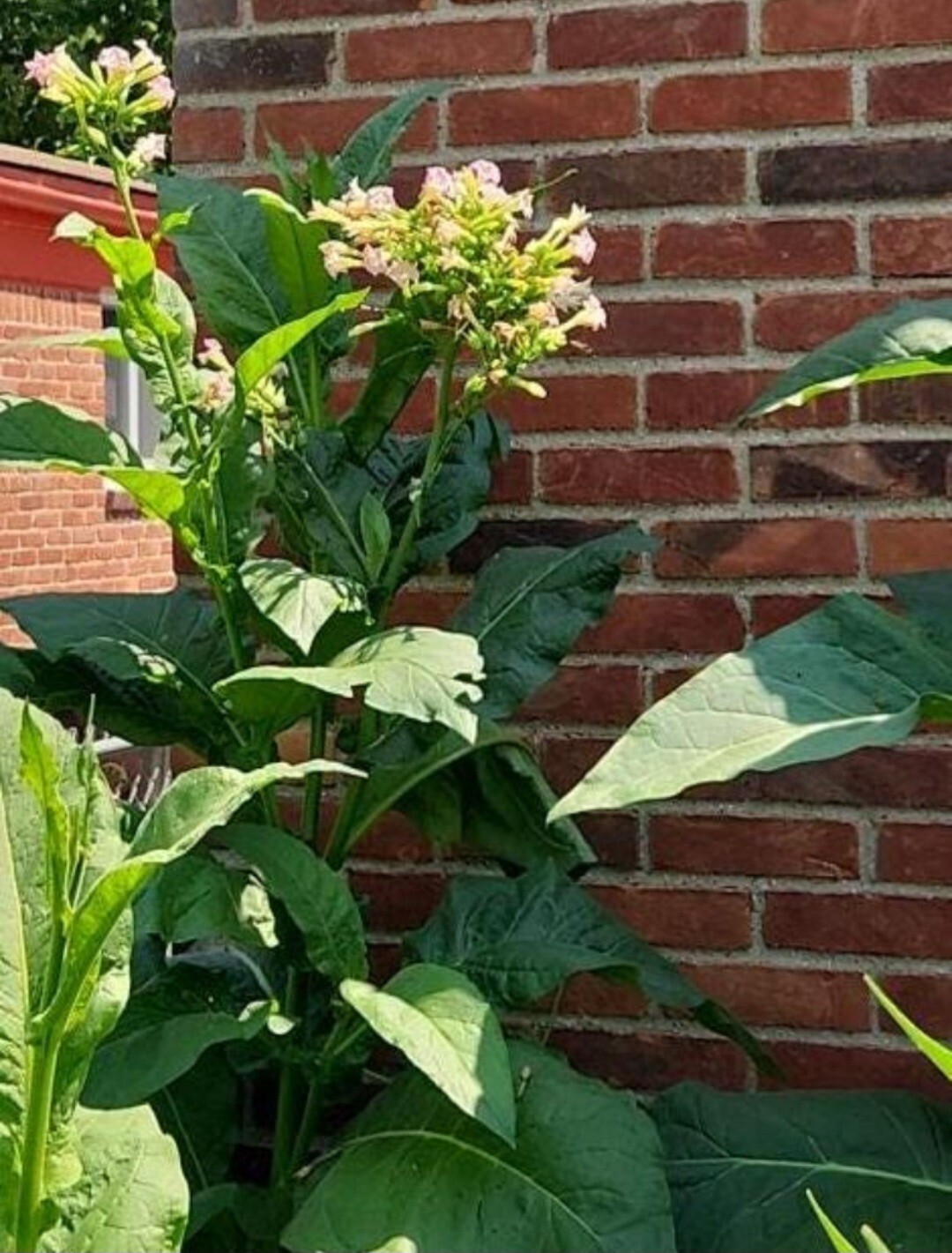 Nicotiana Tabacum (Black Mammoth) Seeds