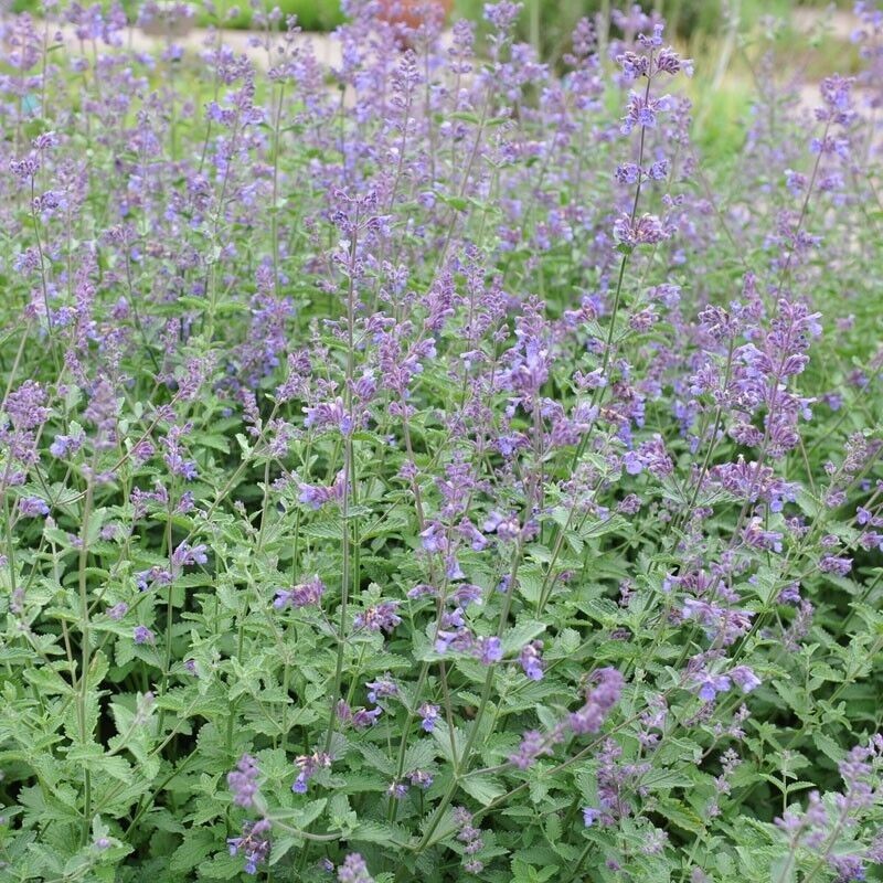 200+ CATNIP SEEDS – PERENNIAL – BUG REPELLING – NON GMO – HEIRLOOM – HERB