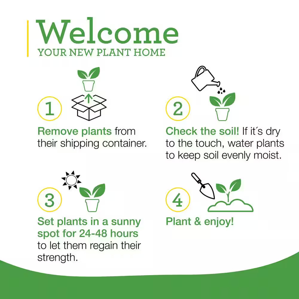 19 Oz. Sweet Red Bell Pepper Plant (2-Pack)