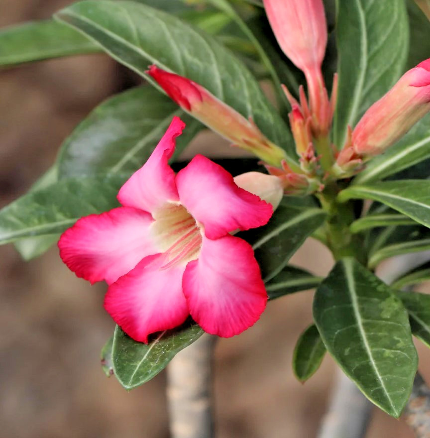 Pink Desert Rose Live Starter Plant – Ship No Pot – Adenium Obesum Plant