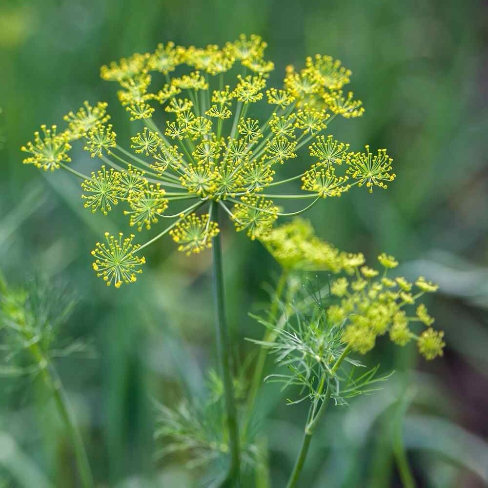 100+ SEEDS Dill Herb (Anethum Graveolens) for Planting