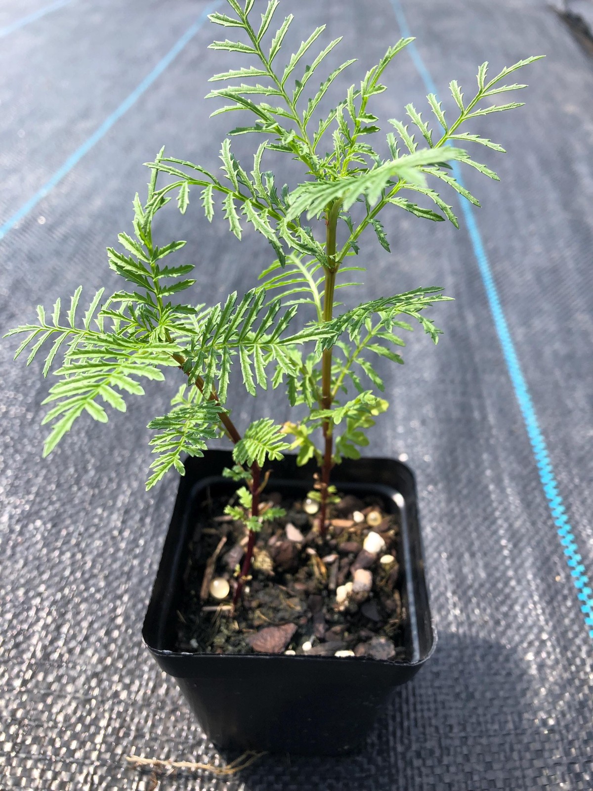 Marigold Live Plants – Seedlings/Plugs- 3″- 6″ tall – 30-50 days old