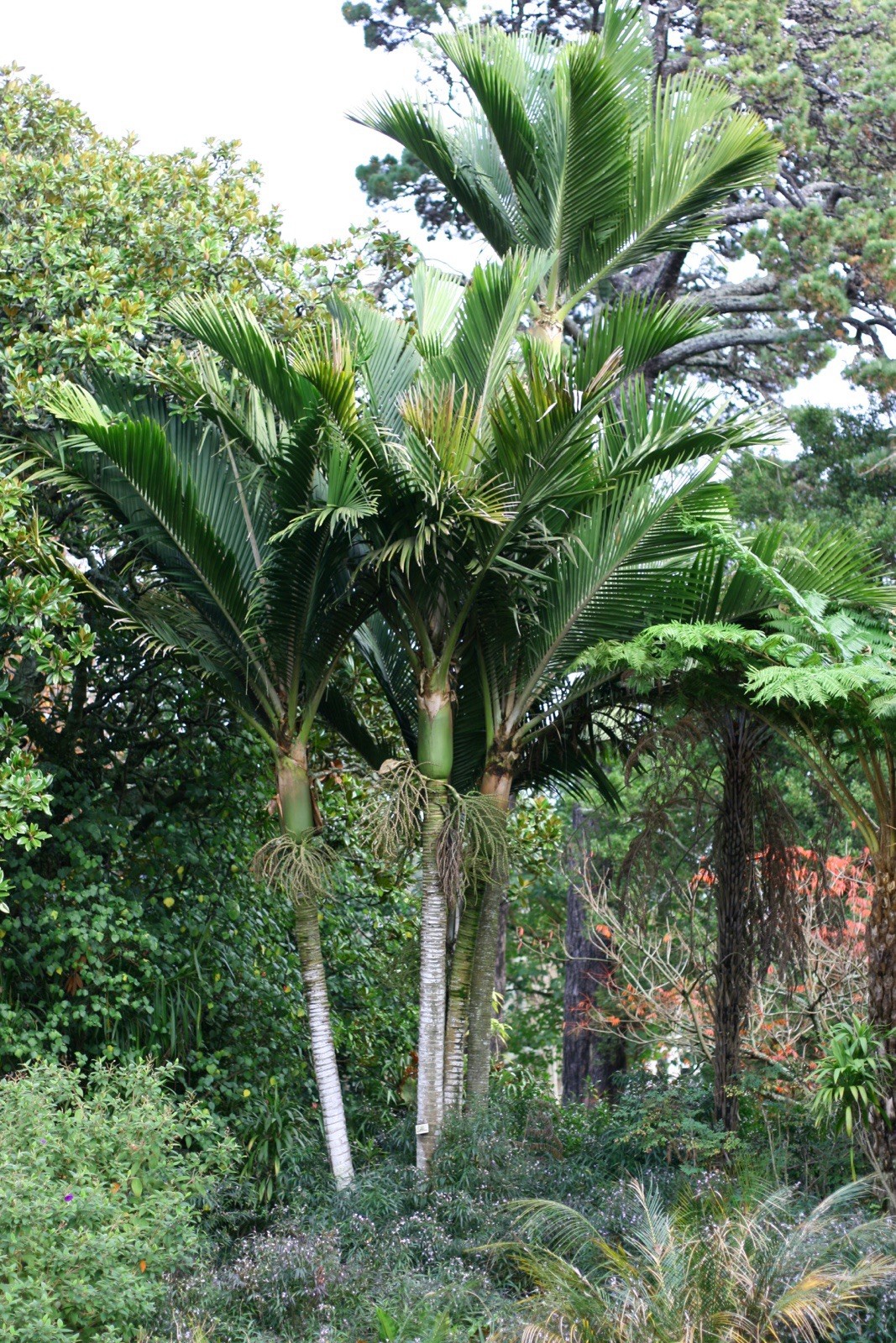 Rare – Norfolk Island Palm Tree – Rhopalostylis baueri Seeds – Cold Hardy 25f