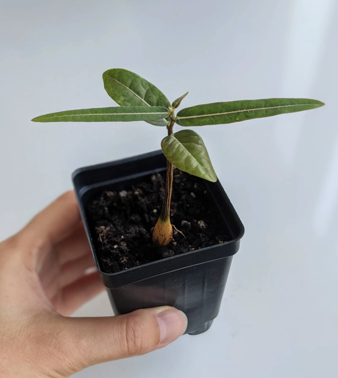 Bonsai Tree Starter Seedling Live Caudex Plant Baobab Boab Bottle Tree
