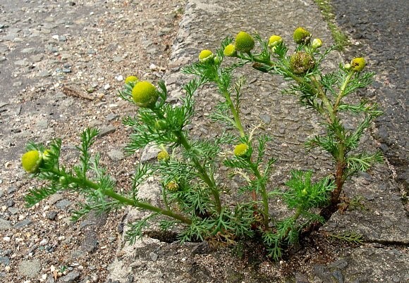 Pineapple Weed (Matricaria discoidea) Seeds