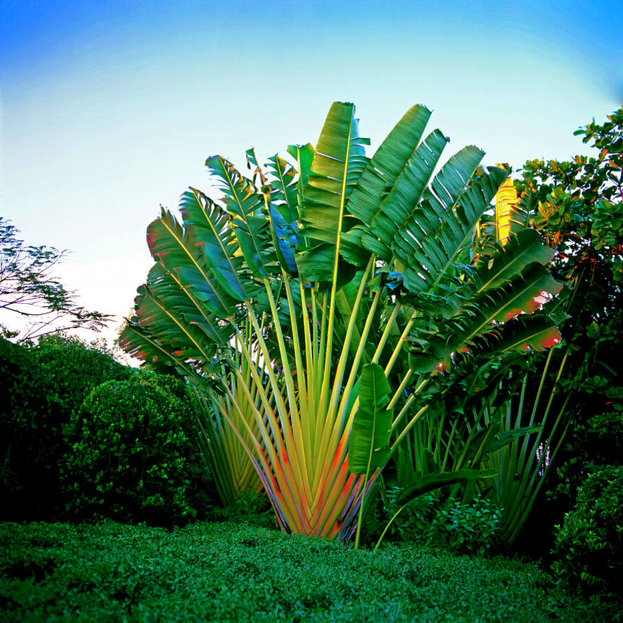 TRAVELERS PALM TREE SEEDS (Ravenala madagascariensis) Bird of Paradise Plant