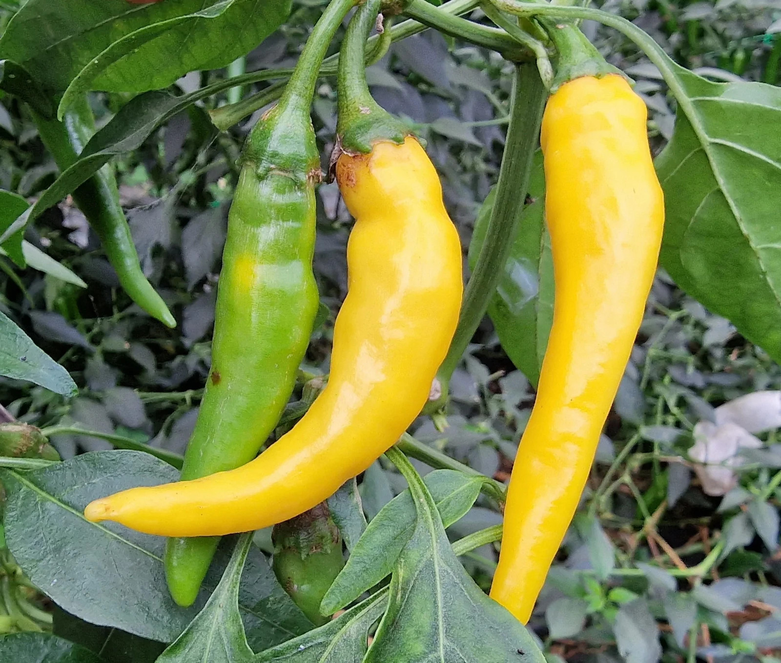 Golden Cayenne Pepper Seeds, NON-GMO, Medium to High Heat, FREE SHIPPING