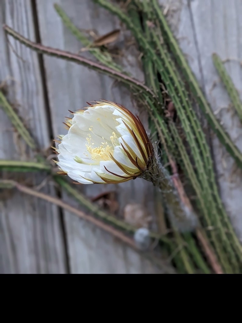 Queen Of The Night Blooming Cactus rooted Cereus Selenicereus Grandiflorus Gift