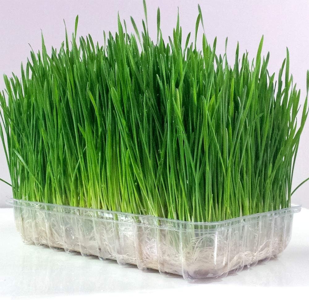 4 Pounds Wheatgrass Seeds wheat grass Catnip Substitute Cat Dog Pets Pasto Trigo