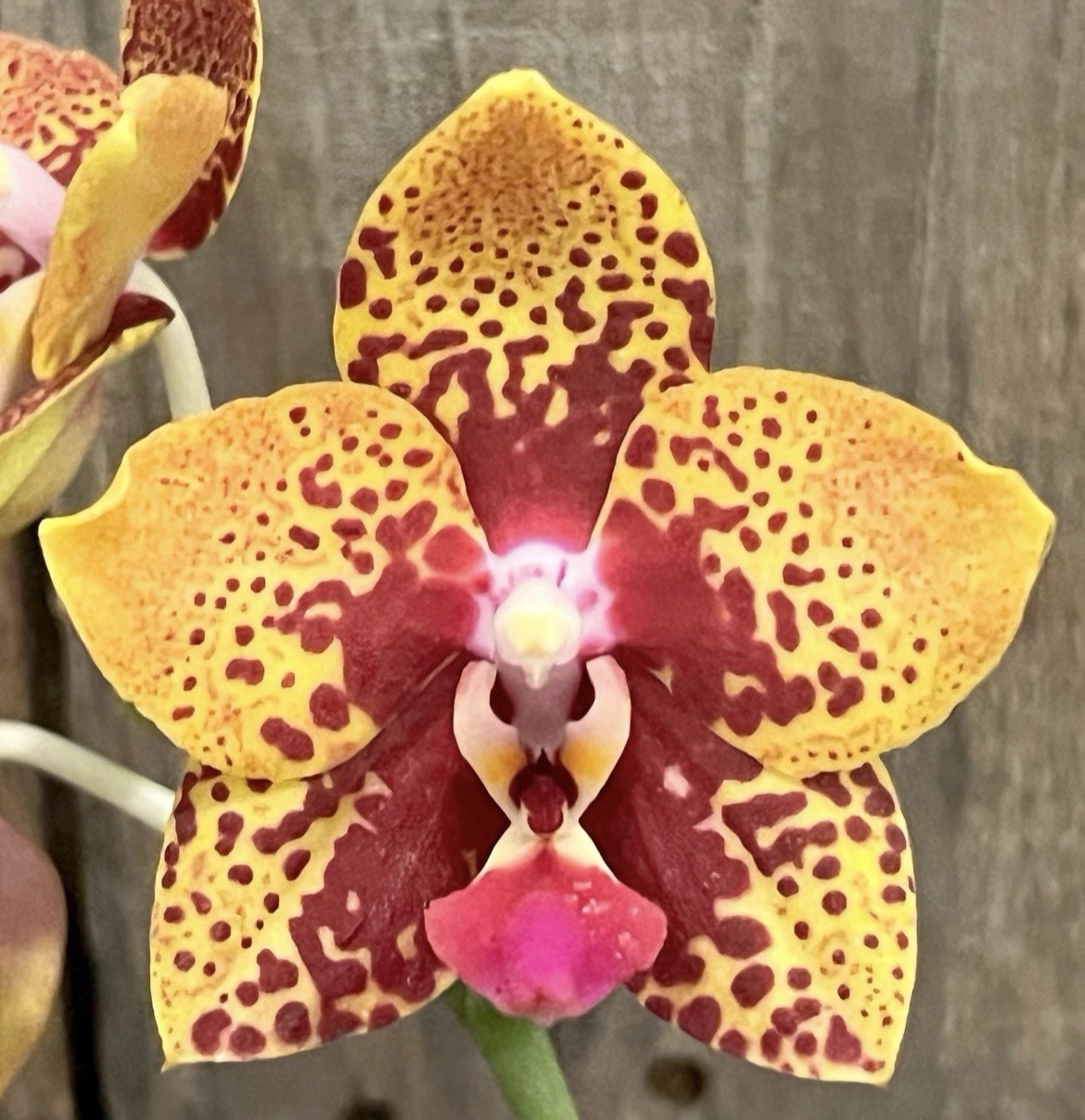 Phal. Zheng Min Anaconda ‘Wilson’, Fragrant, In Spike, FREE Shipping