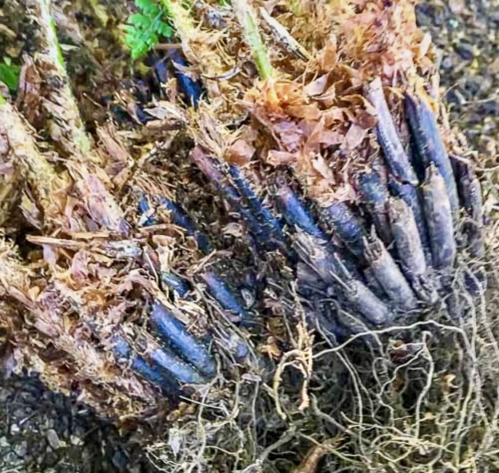 10 Lady Fern Rhizomes Live Roots Very Easy to Grow Deer Resistant Zones 3–9