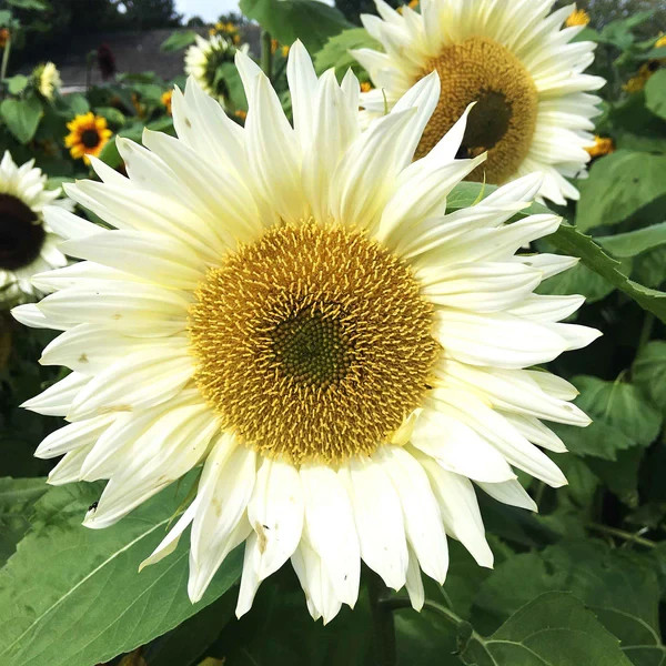 20 ProCut WHITE LITE SUNFLOWER SEEDS, Annual, Non GMO, New & Unique Color
