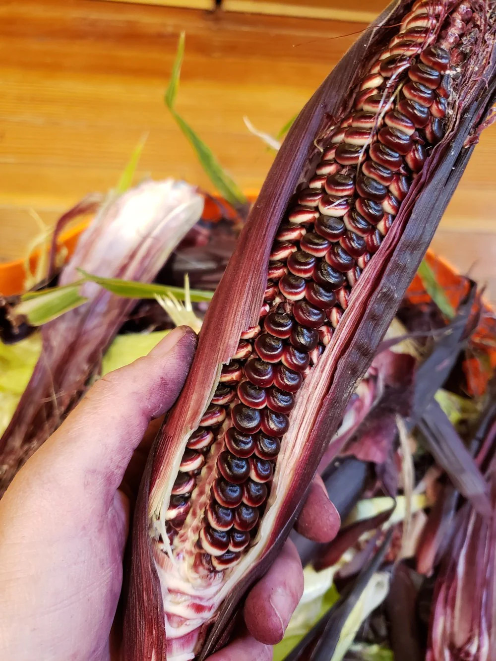 Double Red Sweet Corn Seeds | Purple Husk Stalk Indian Ornamental Dent Seed 2024