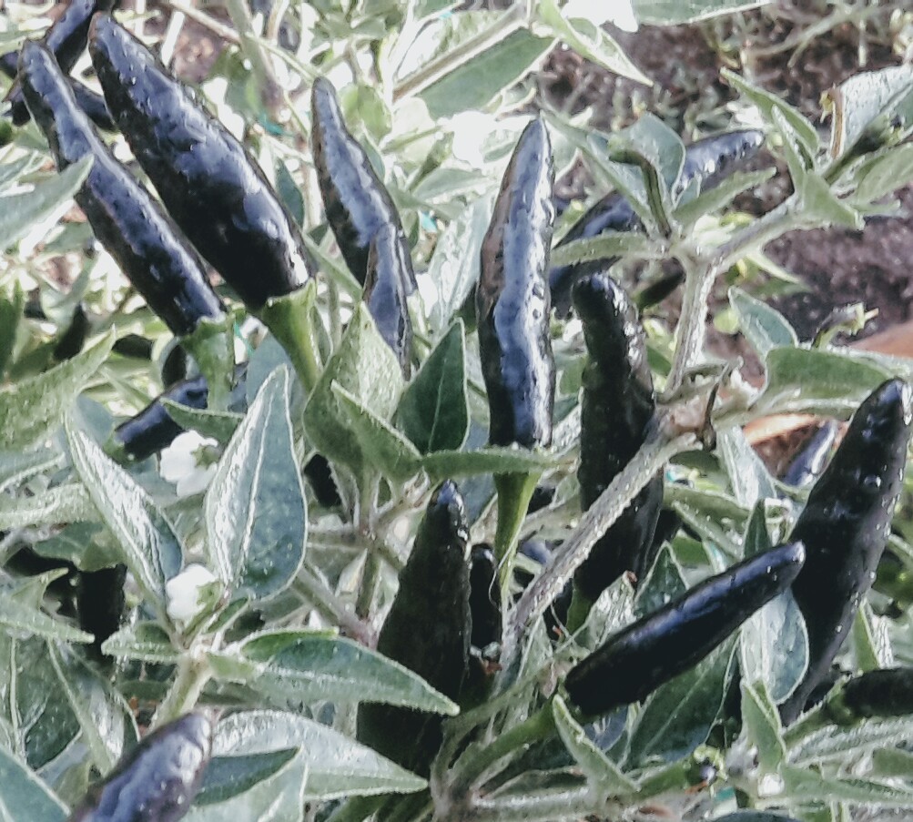 30 black pepper seeds