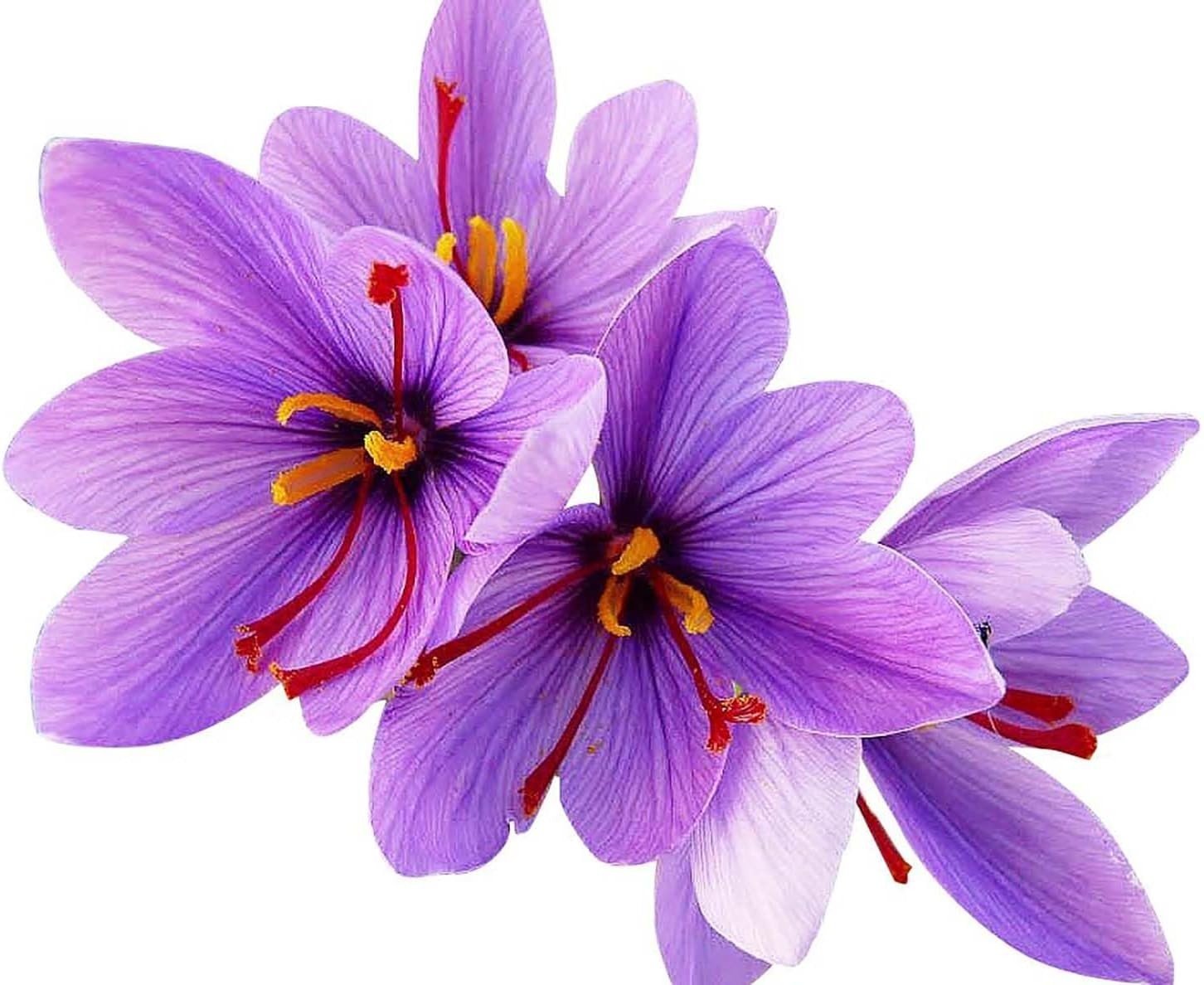 Beautiful Purple Saffron Crocus Corms for Gardens – 10 Count, Perennial Blooms