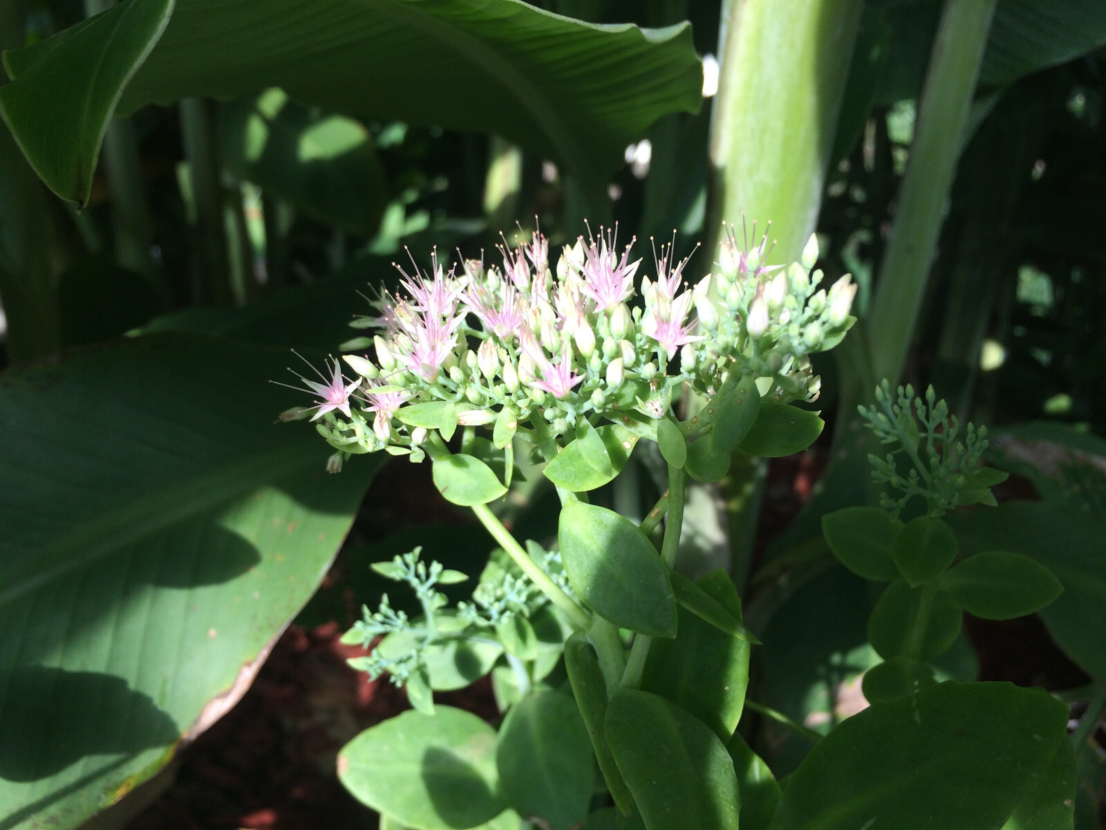 Succulent | Sedum ‘Autumn Joy’ | Sedum Stonecrop | Easy Hardy Plant | Butterfly