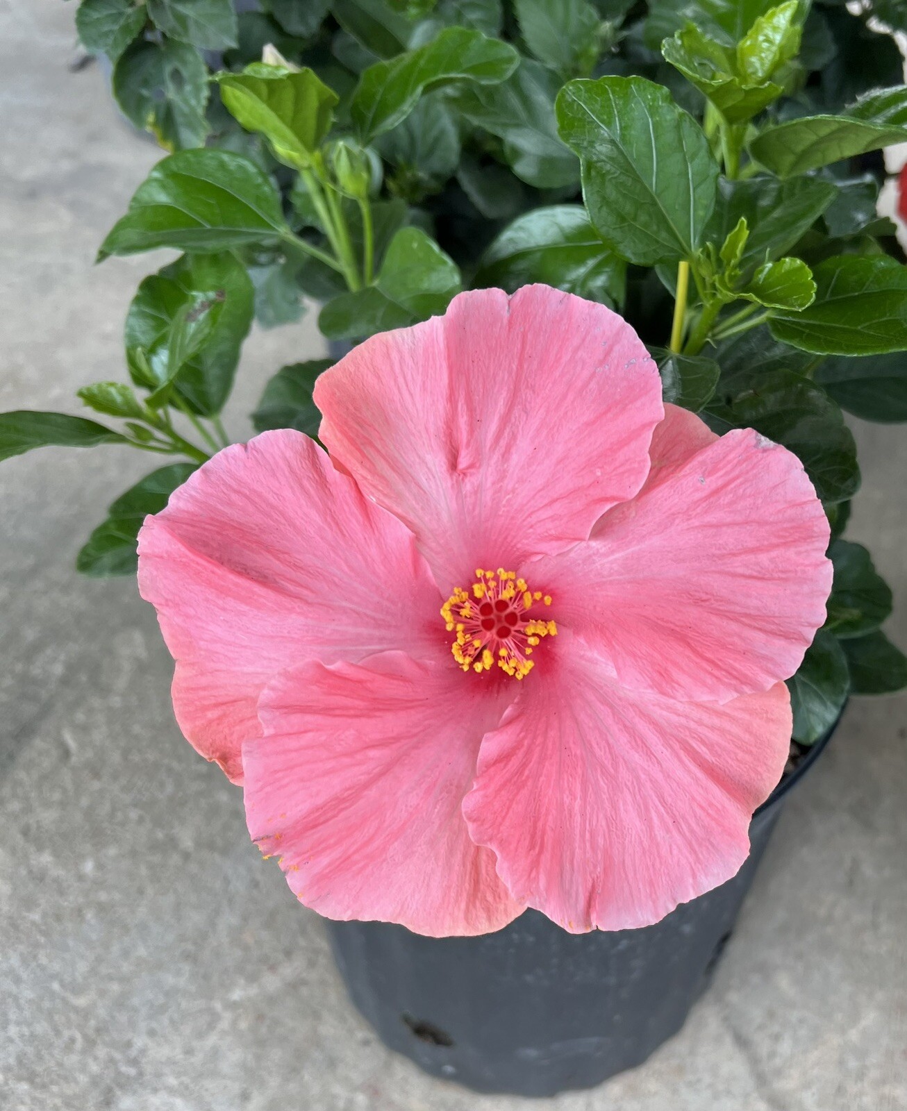 Hibiscus – First Lady