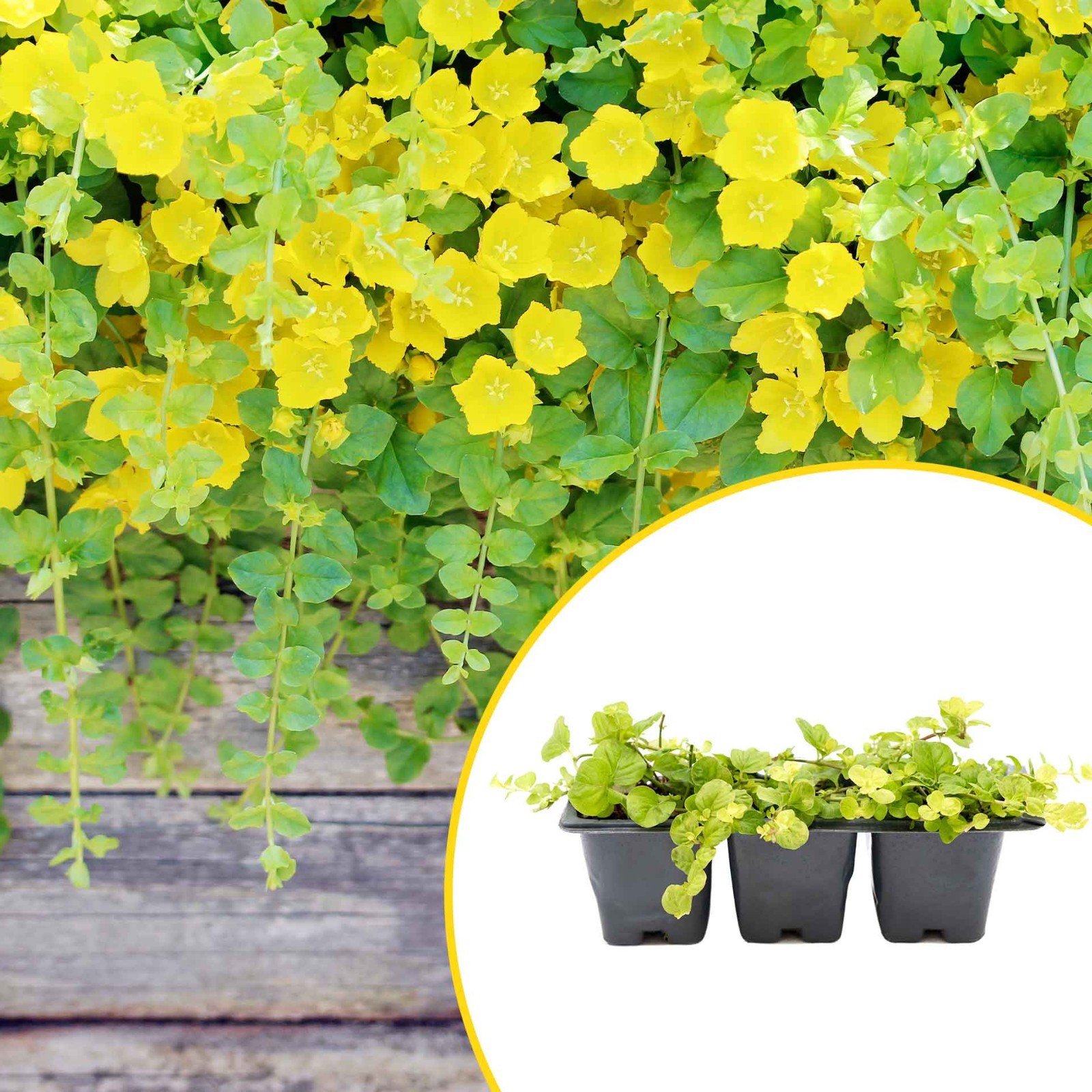 3 Yellow Moneywort Plants in 2.5” Cube, Golden Trailing Groundcover (Lysimachia)
