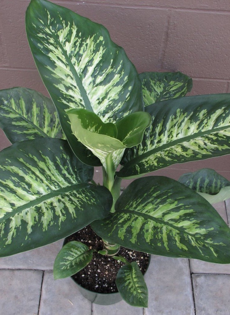 6 Diefenbachia Houseplant Seeds