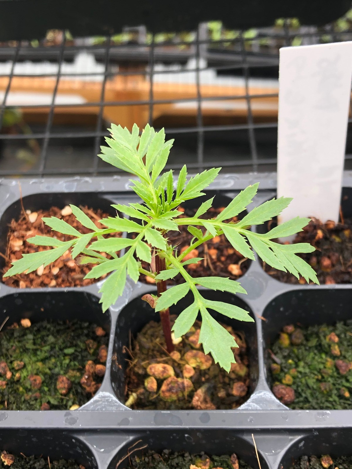 Marigold Live Plants – Seedlings/Plugs- 3″- 6″ tall – 30-50 days old