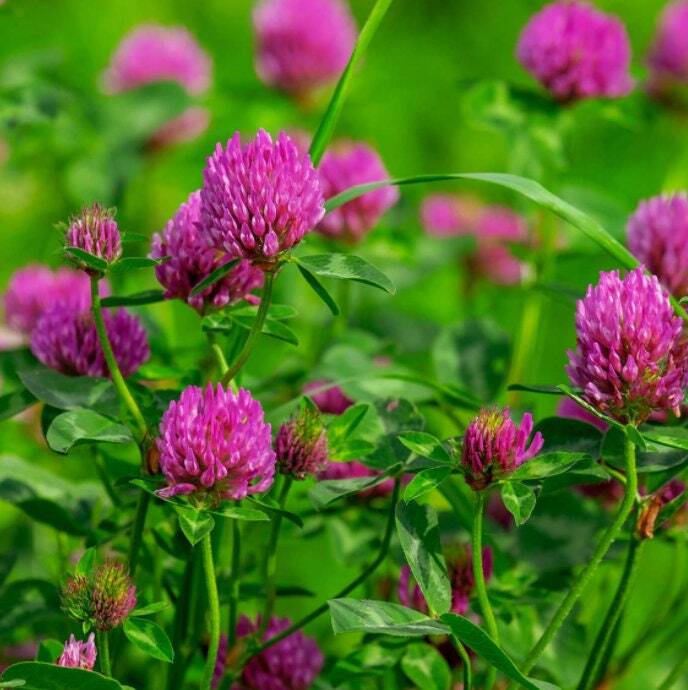 Red Clover – Seeds – Organic – Non Gmo – Heirloom Seeds – Flower Seeds