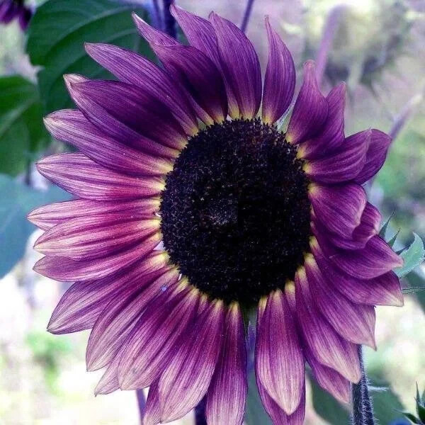 50 PCS Purple Sunflower Seeds – Field ‘Violet Glow’