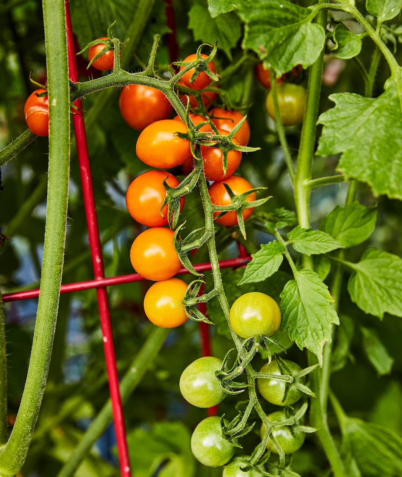 Burpee ‘Sun Gold’ Hybrid, Sweet Orange Cherry 30 Seeds, Sun Gold Hybrid