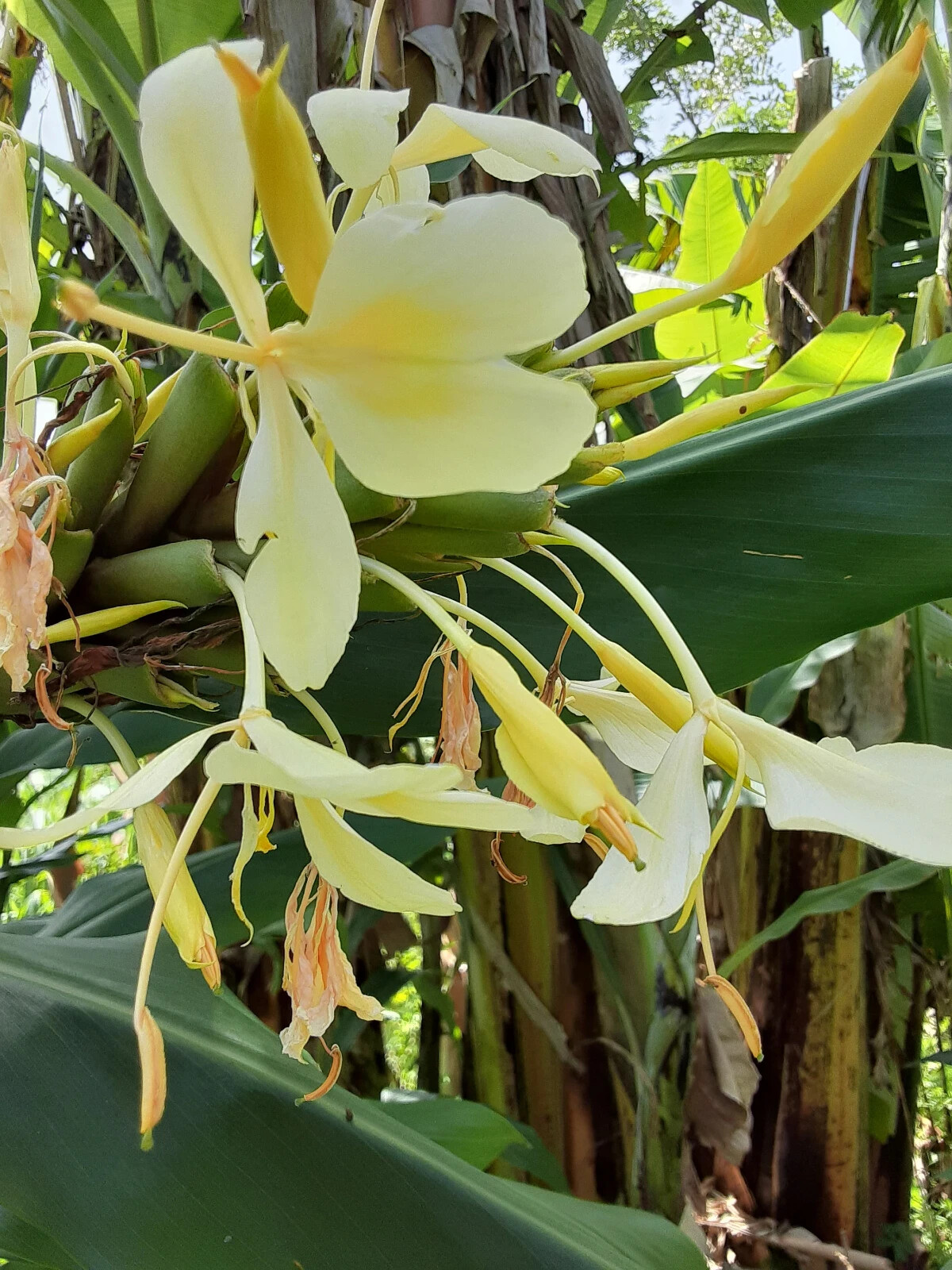 2x Yellow butterfly ginger rhizomes with stalk. Very fragrant with many flowers.