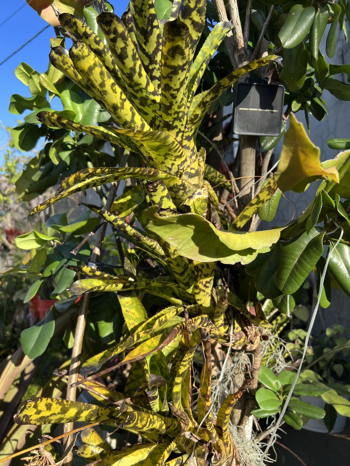 Exotic TROPICAL LANDSCAPE PLANT Pup Bromeliad yellow green colorful -unbranded