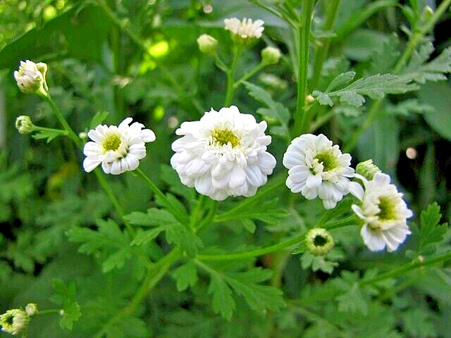 FEVERFEW SNOWBALL 200 SEEDS, TANACETUM PARTHENIUM FLORO PLENO