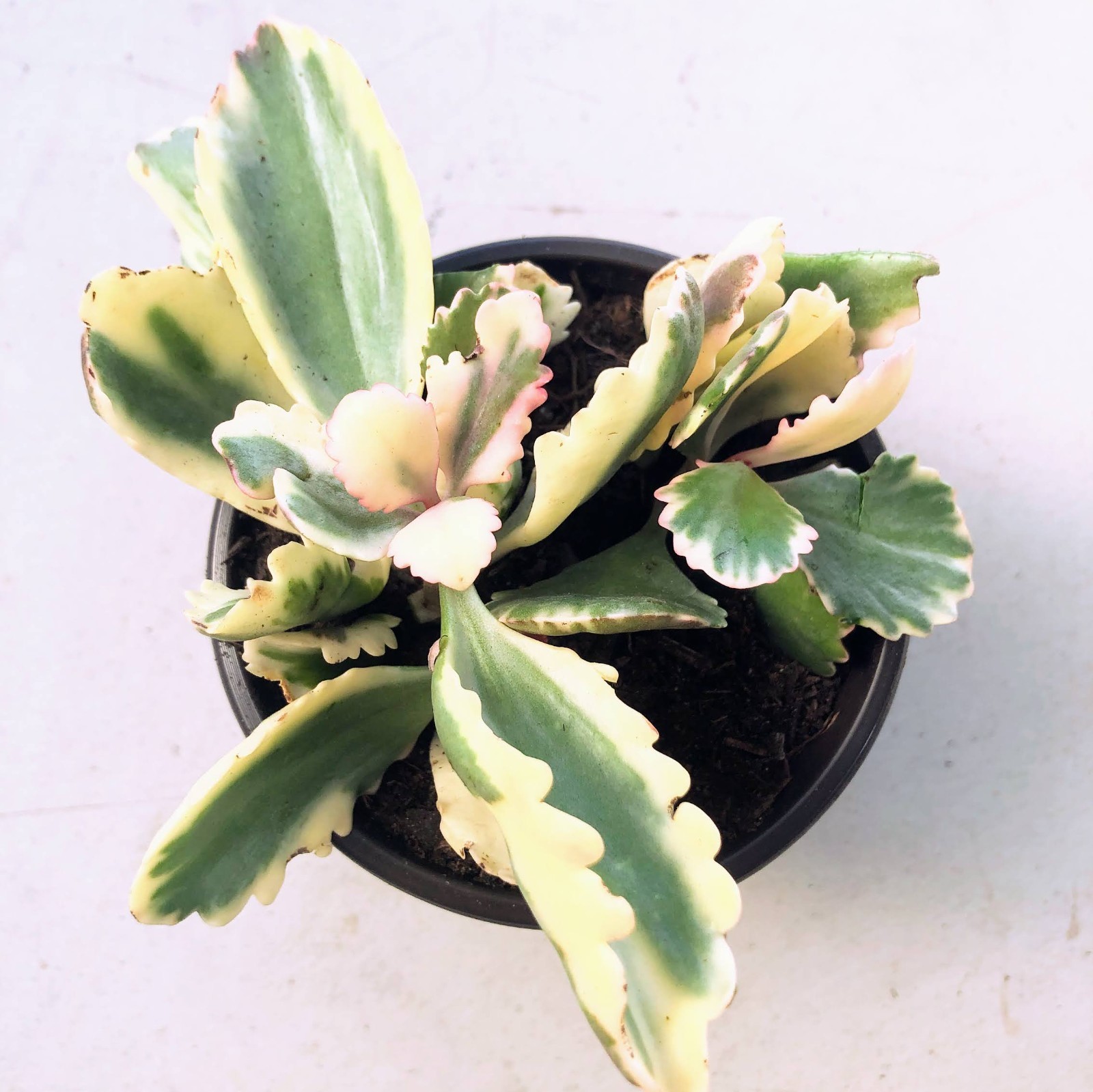 Kalanchoe Fire Rainbow Succulent – Colorful Ruffled Leaves Mix Green, Orange Red