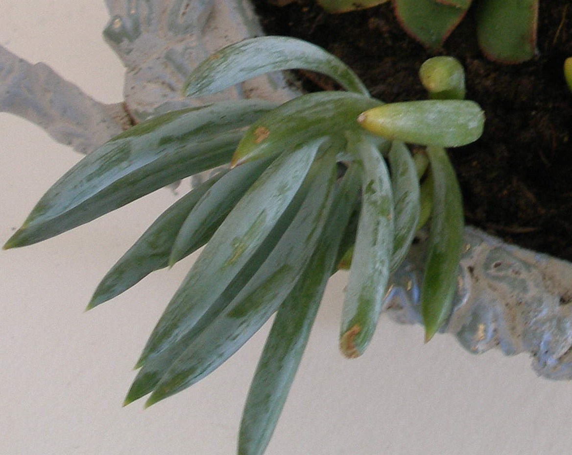 Blue chalk sticks (Senecio mandraliscae) Plant Drought Tolerant