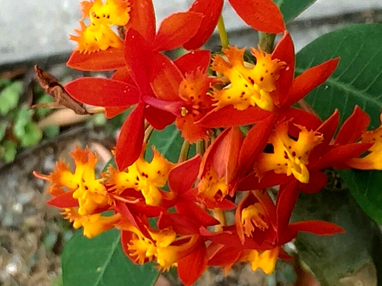 6 Orchid Orange Red Yellow Fire-star Plants Epidendrum Radicans, Live Plant