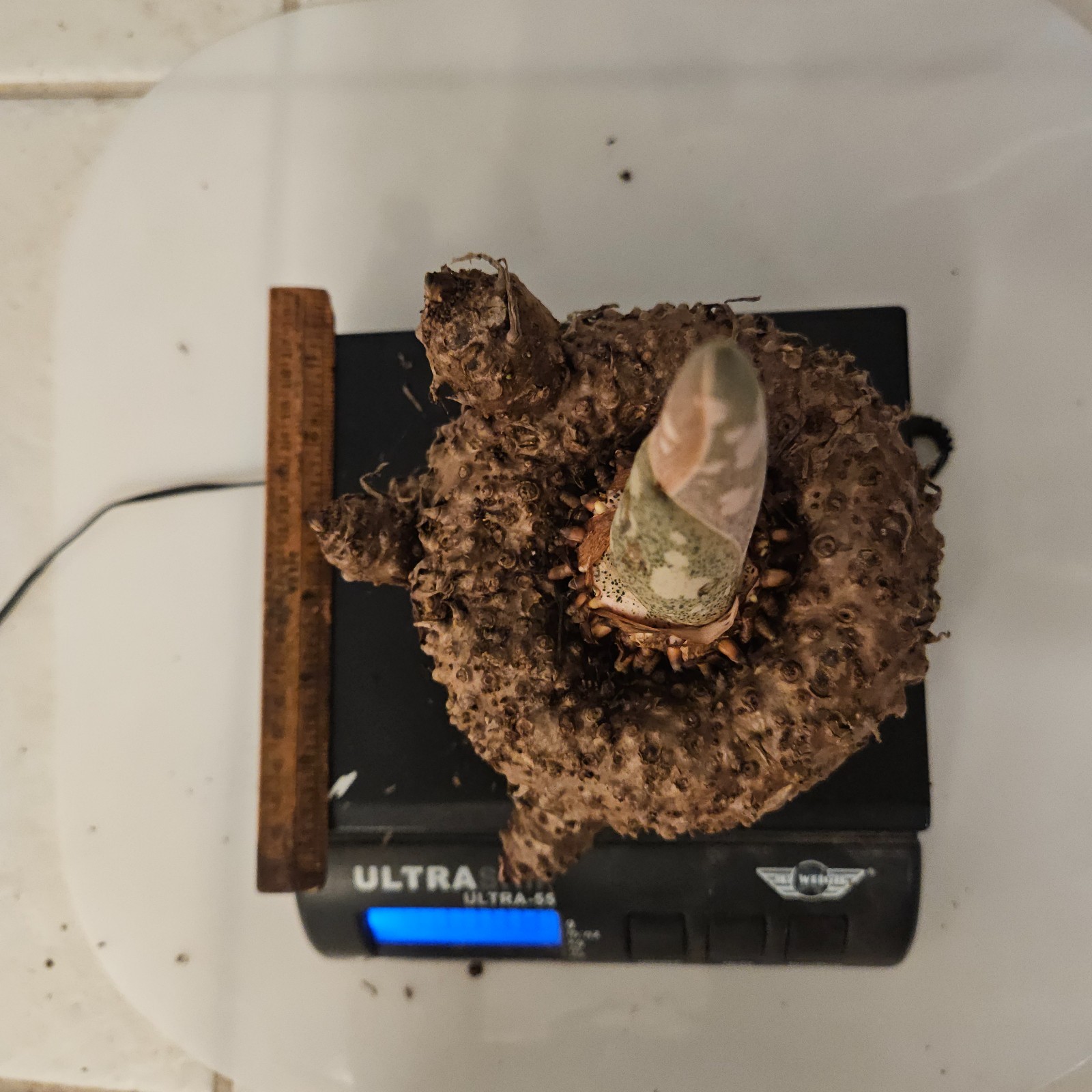 1 BULB AMORPHOPHALLUS PAEONIIFOLIUS ELEPHANT FOOT YAM ARACEAE PLANT Voodoo Lily