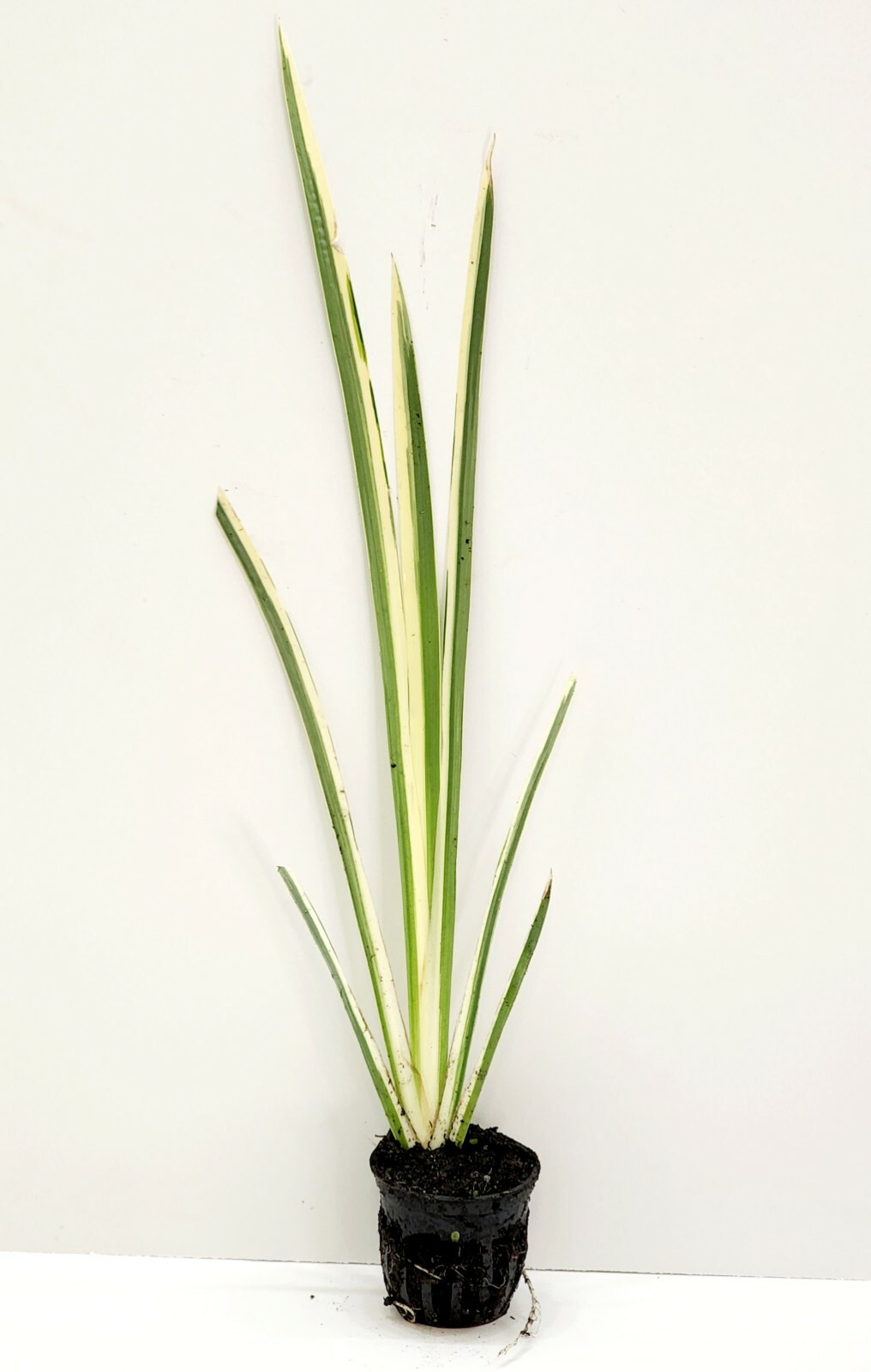Live Cold Hardy Variegated Sweet Flag Aquatic Marginal Pond Plant
