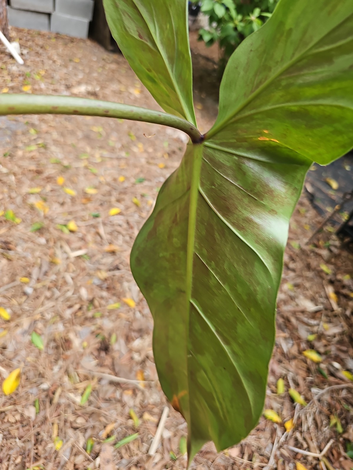 XXL Mature Variegated Philodendron Mexicanum Rugosum Aroid