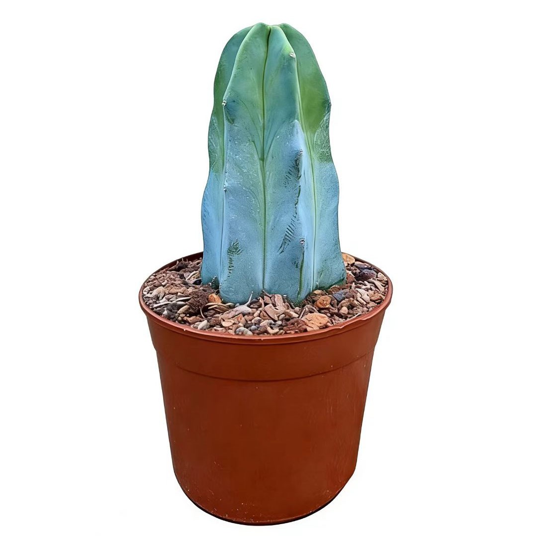 Myrtillocactus geometrizans – Rare Live Cactus for Home & Office Decoration