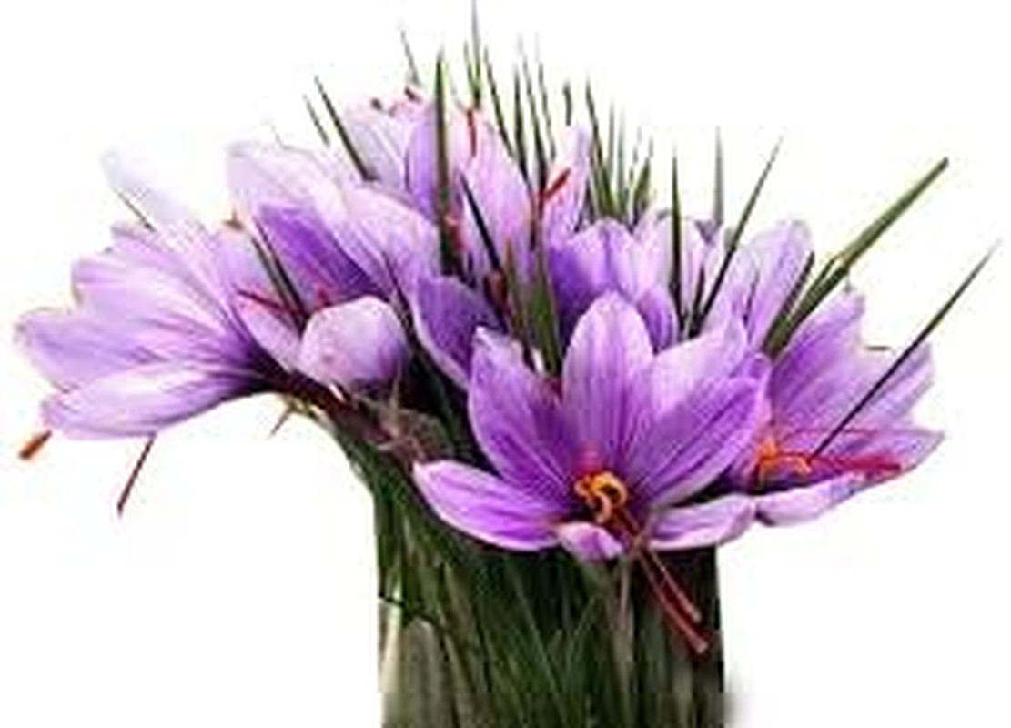 100 Saffron Crocus Sativus Corms – Premium Saffron Bulbs for Planting, Grow Your