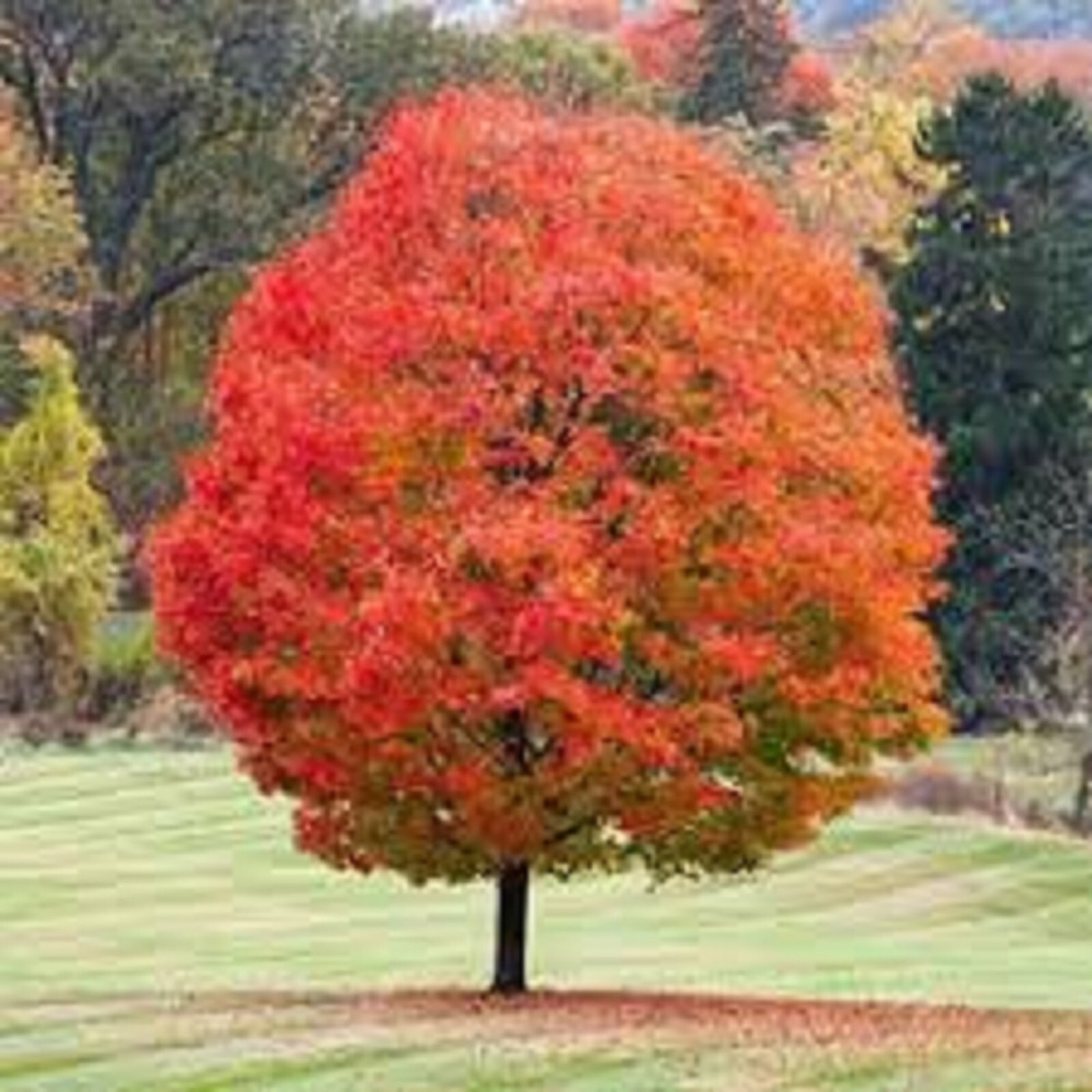 Crimson Red Maple-Bright red leaves in fall. Fast growing! 10 unrooted cuttings