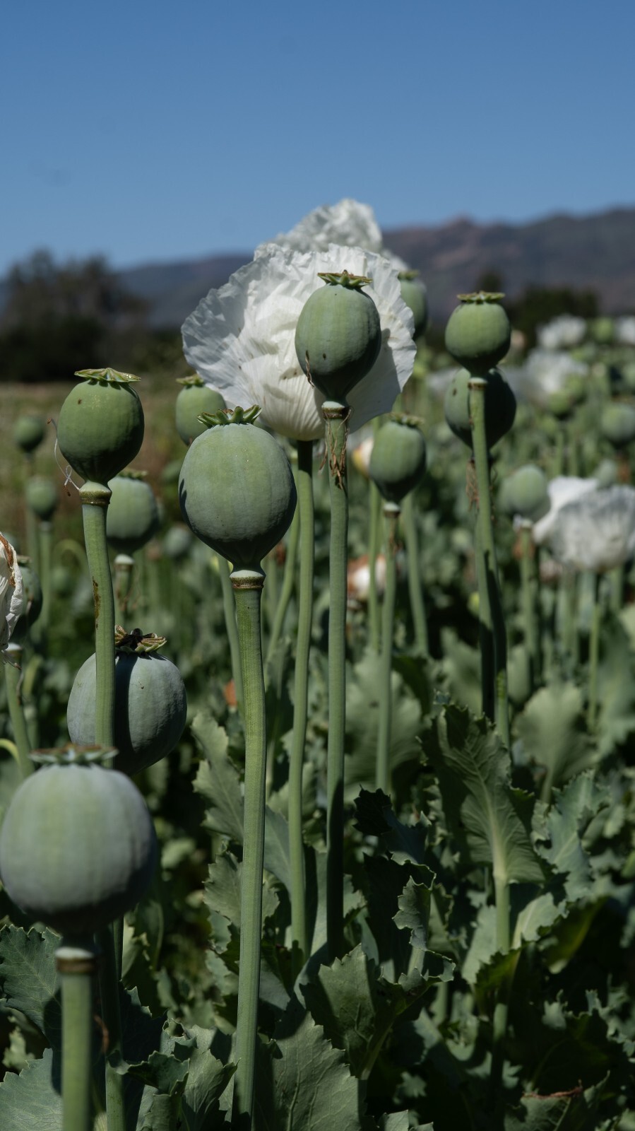 Peshawar Poppy Seeds, White Flower, BULK SEED SIZES, Certified Organic Non-GMO