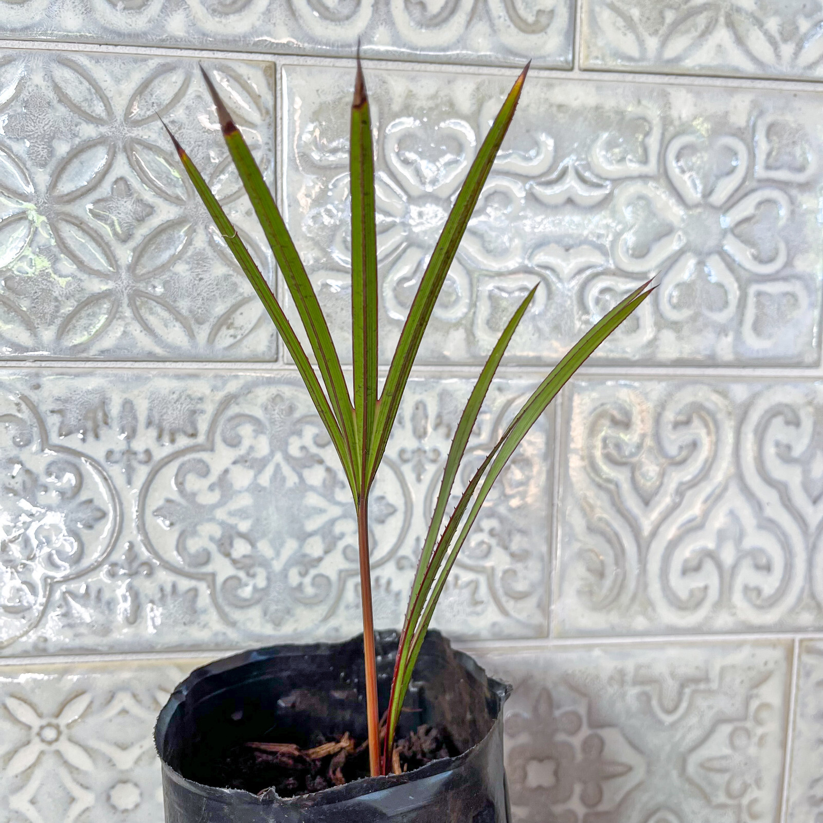 🌴 Latania Palm Seedlings- 6″-10″ Tall – FREE Shipping – Add to your collection!