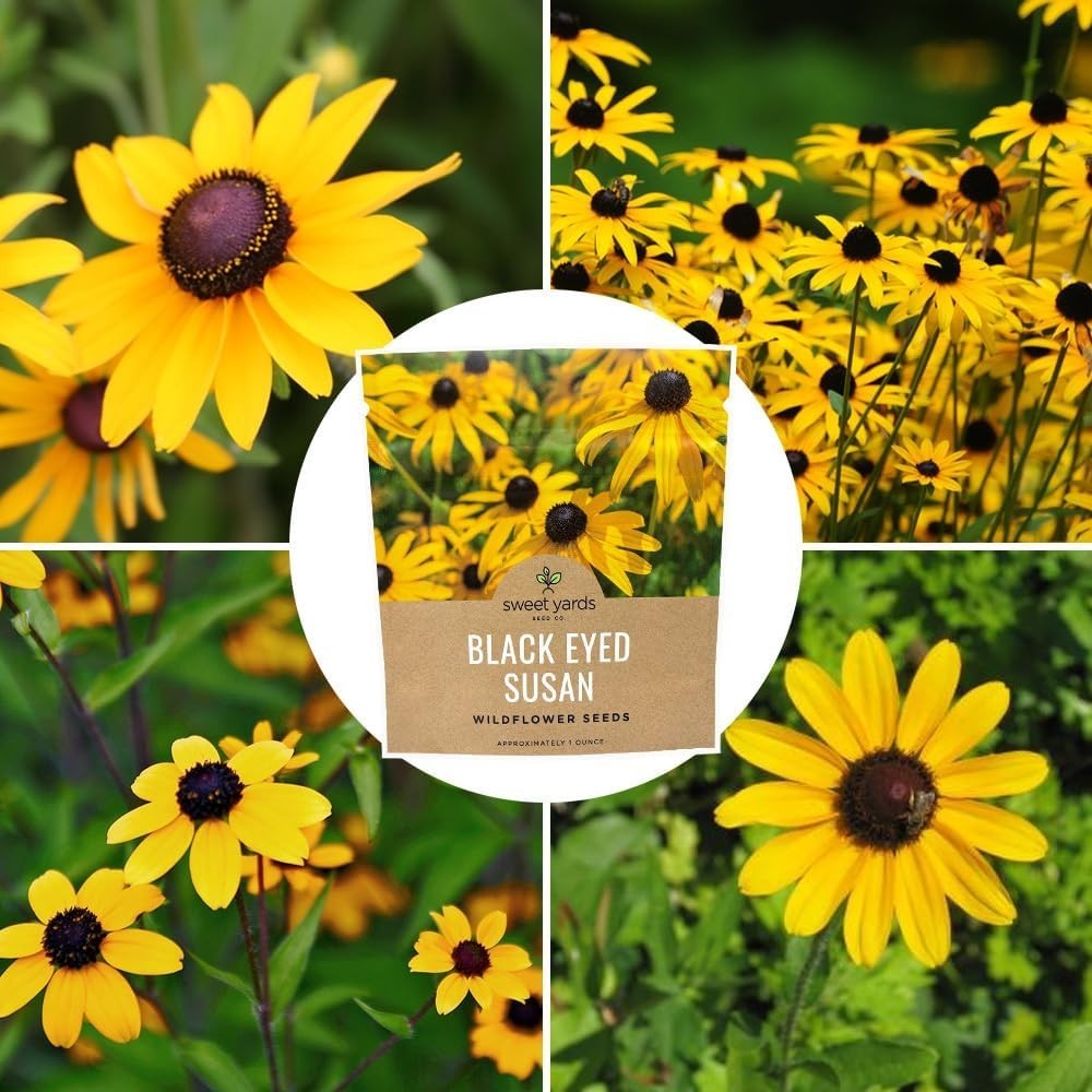 1 Oz Black Eyed Susan Seeds – Vibrant Yellow Wildflowers for Butterfly Gardens