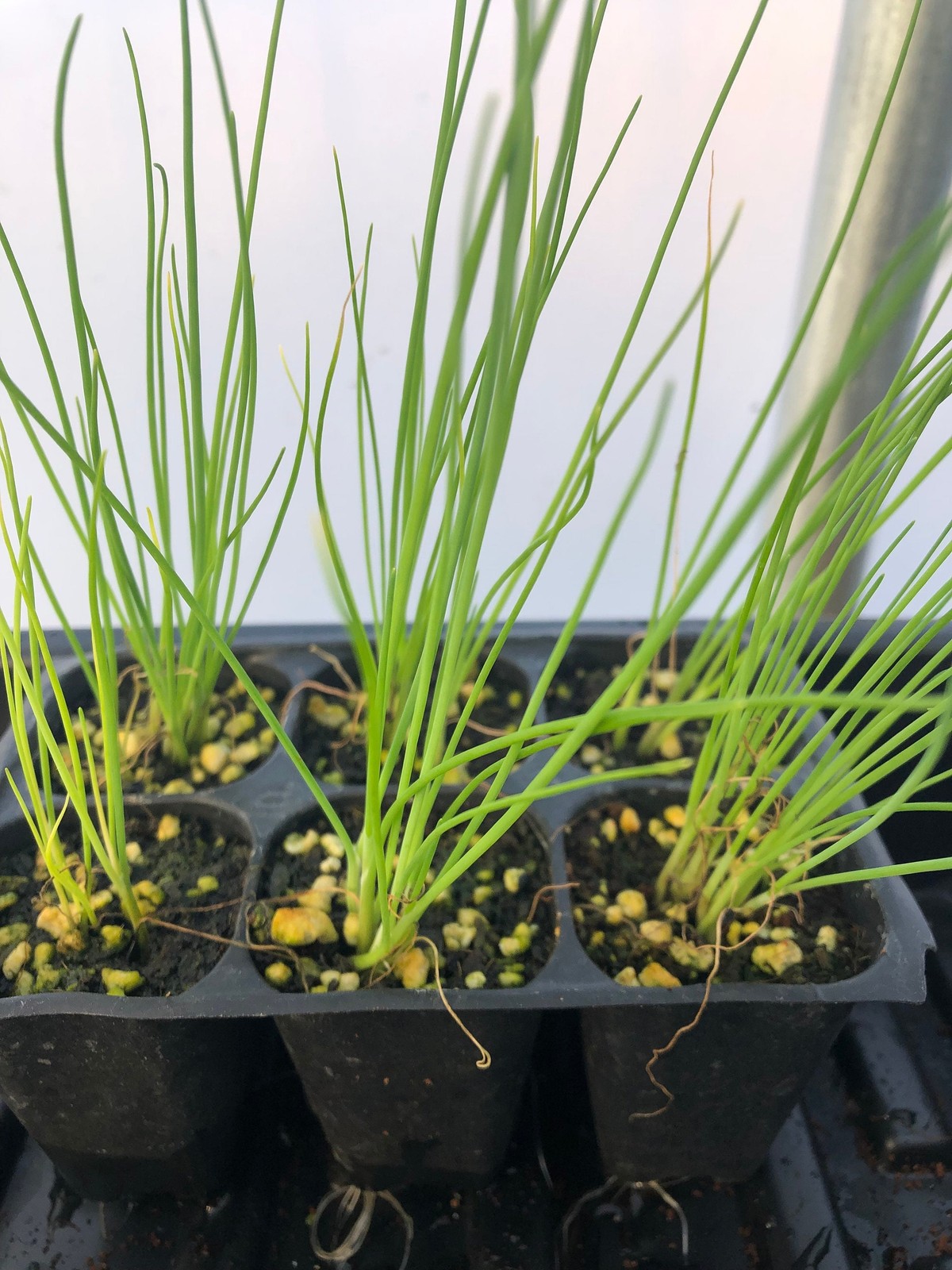Leek Live Plant – Seedlings/Plugs and Plants – 3″- 12″ tall – 30-60+ days old