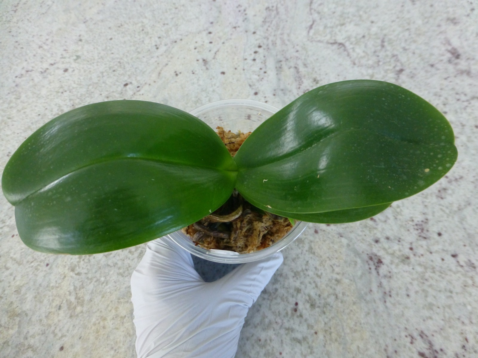 Orchid Phalaenopsis Phal. Mituo Sunrise “Snow Red” x Mituo Blue Cat In 3″ Pot